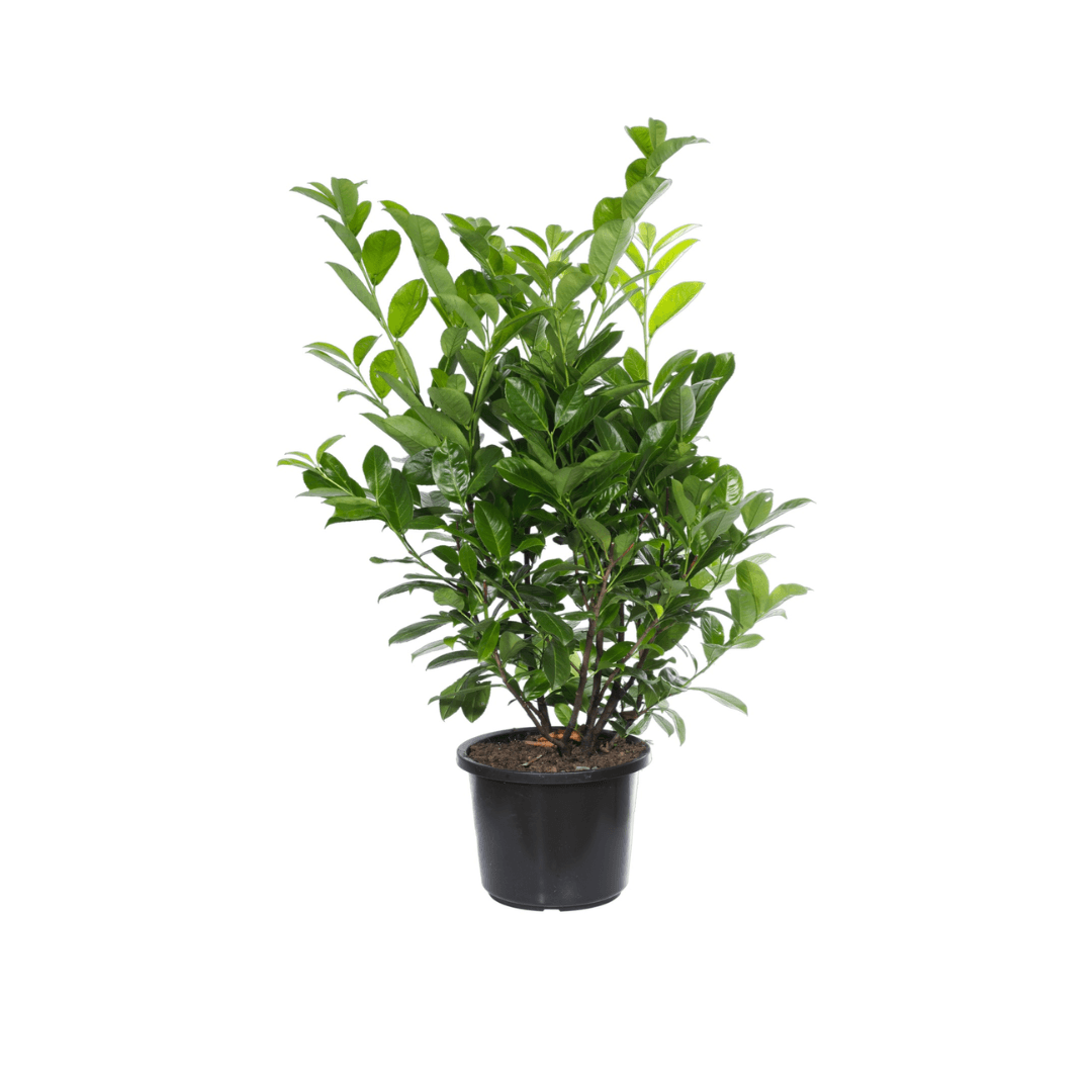 Afbeedling Laurierkers - Spekvoordeel.nl