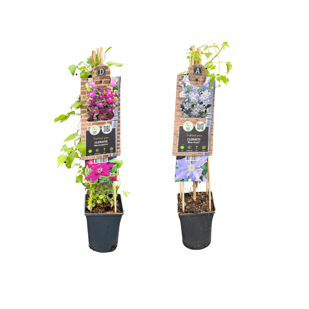 Afbeedling Klimplanten - Spekvoordeel.nl