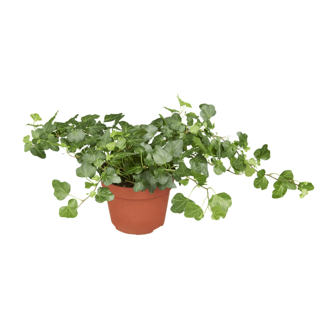 Afbeedling Hedera - Spekvoordeel.nl