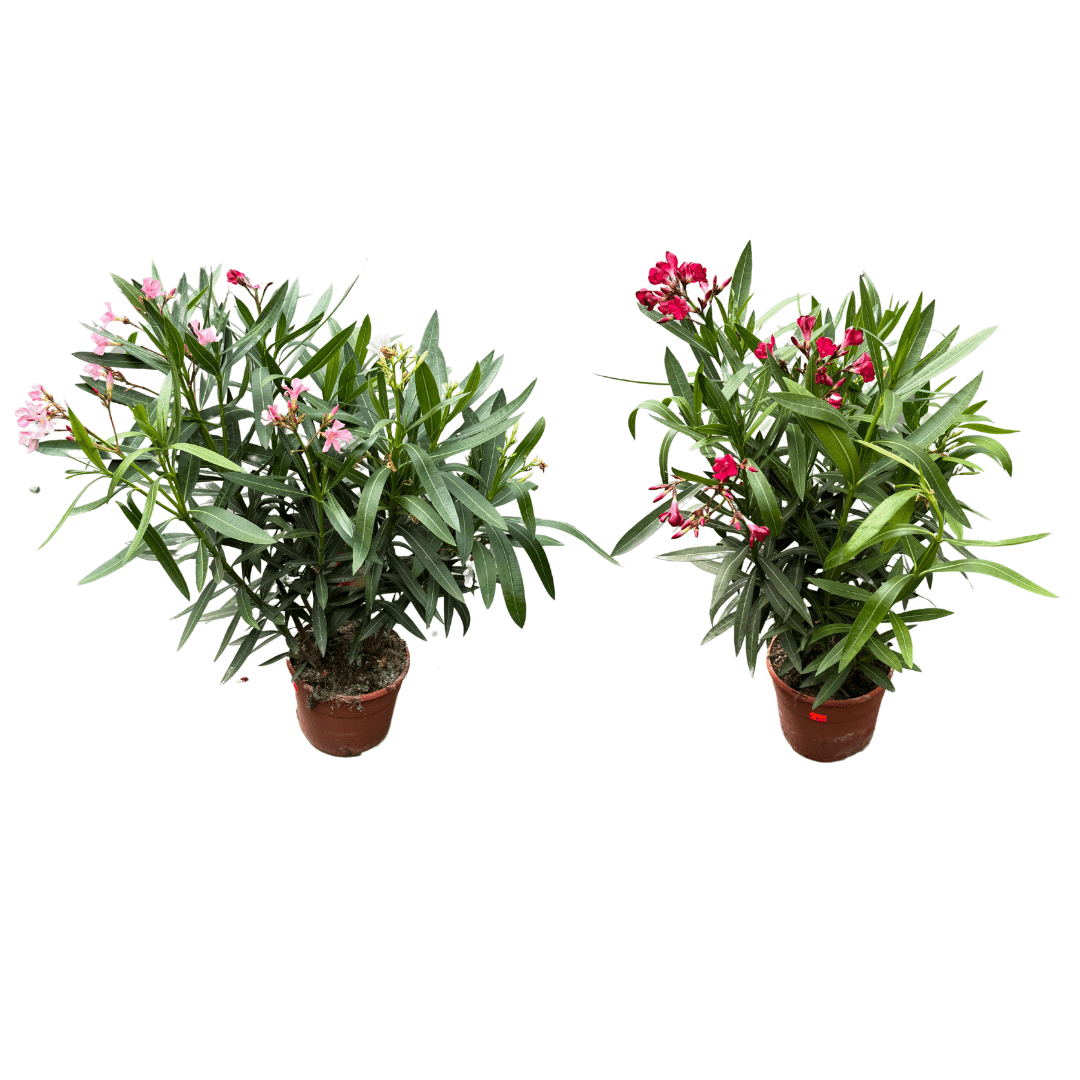 Afbeedling Oleander - Spekvoordeel.nl