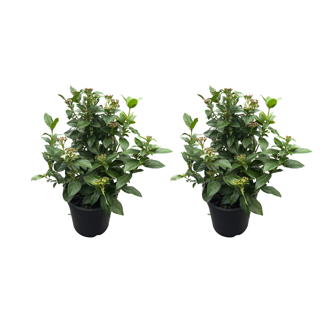 Afbeedling Viburnum (tinus) - Spekvoordeel.nl