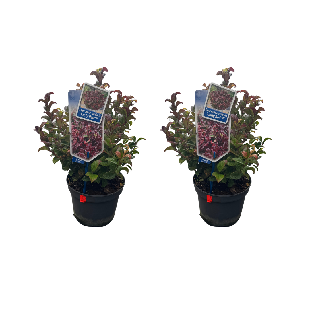 Afbeedling Leucothoe 'curly red' - Spekvoordeel.nl