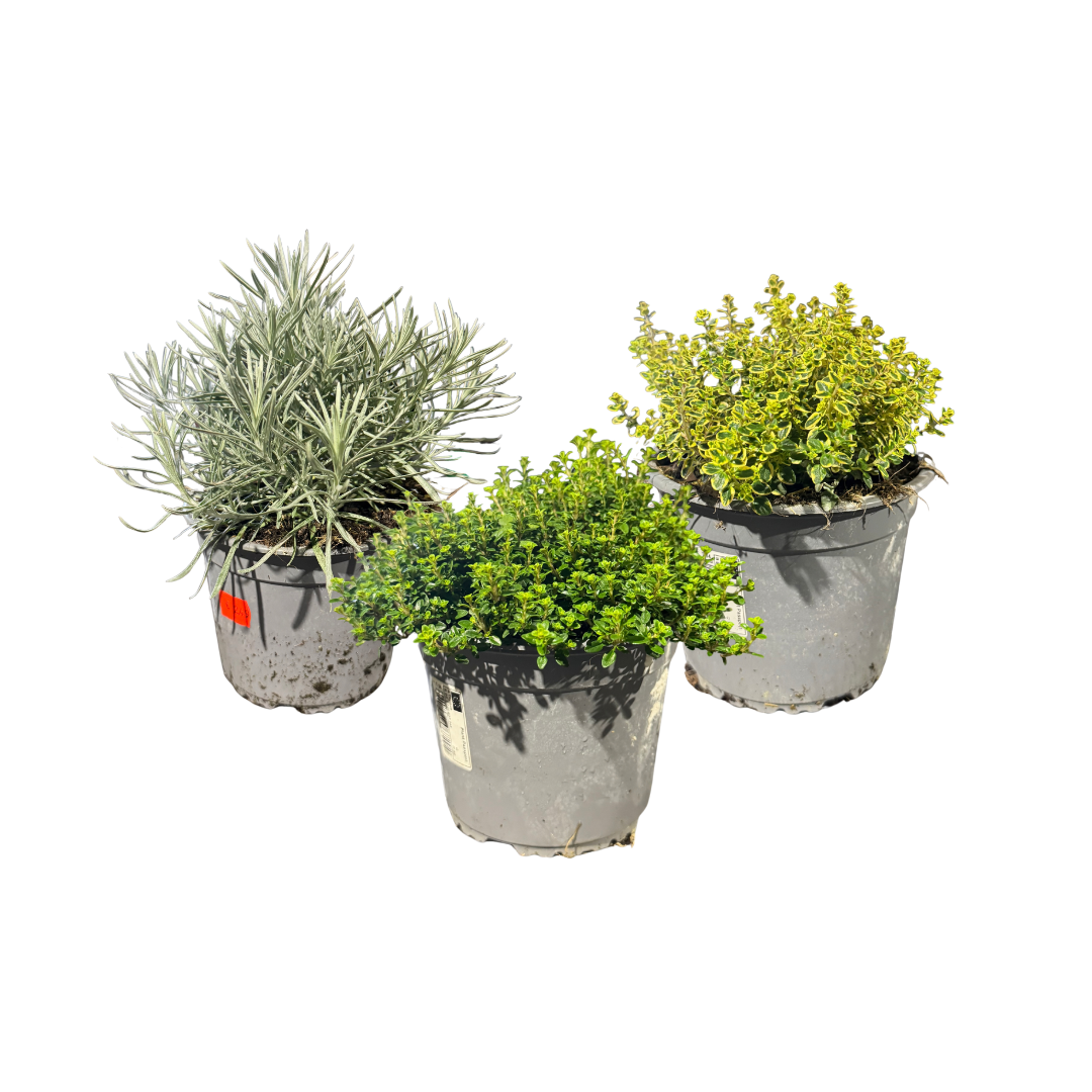 Afbeedling Kruiden mix - Spekvoordeel.nl