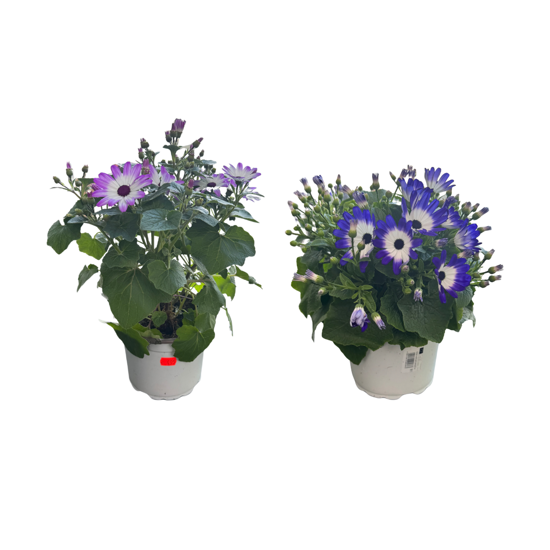 Afbeedling Senetti - Spekvoordeel.nl