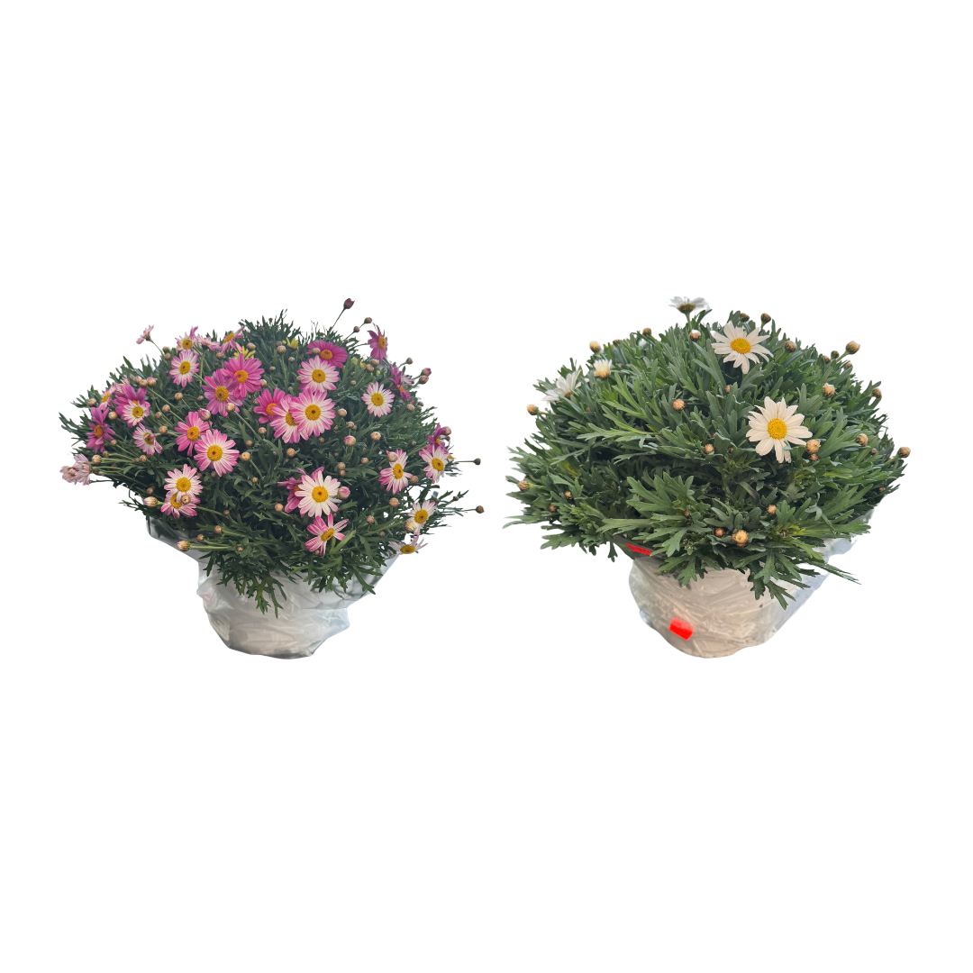 Afbeedling Margrieten - Spekvoordeel.nl