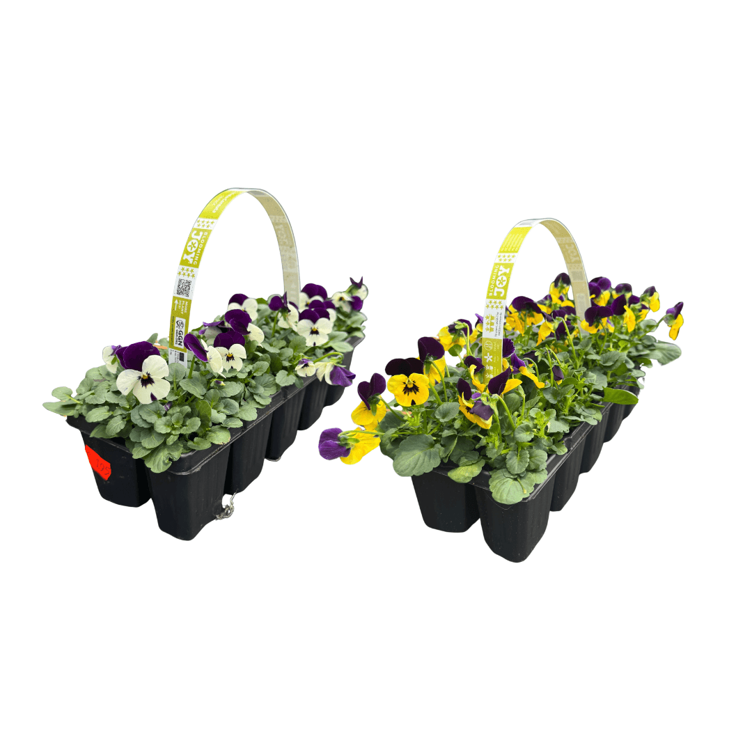 Afbeedling Violen 10-pack - Spekvoordeel.nl