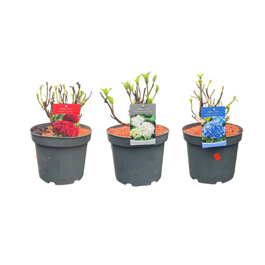 Afbeedling Boeren Hortensia - Spekvoordeel.nl