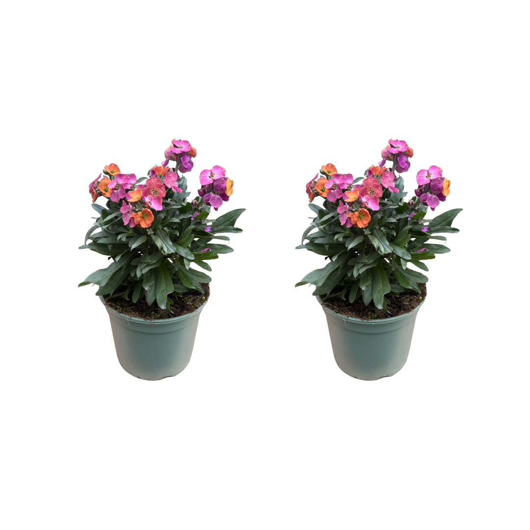 Afbeedling Erysimum - Spekvoordeel.nl