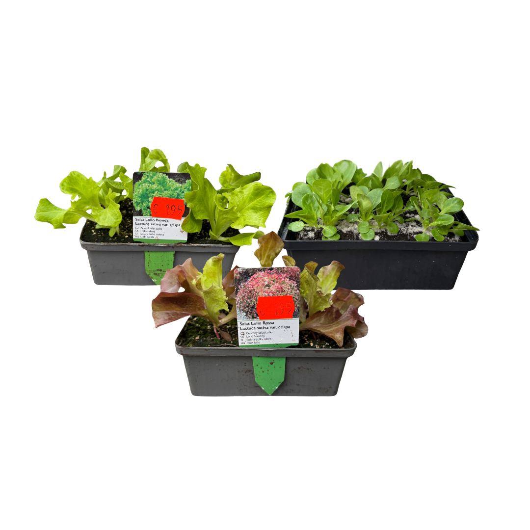 Afbeedling Groente- en Kruidenplantjes - Spekvoordeel.nl