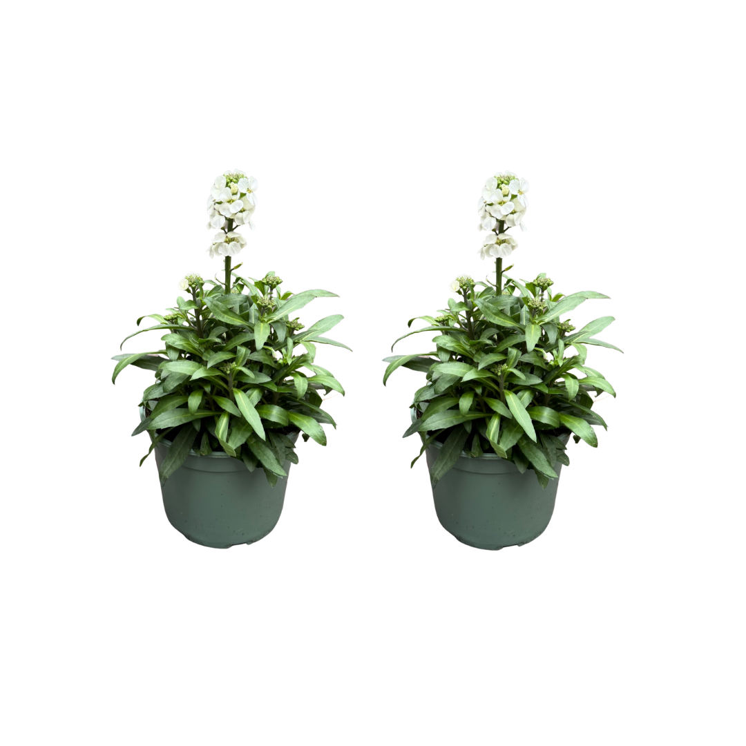 Afbeedling Erysimum - Spekvoordeel.nl