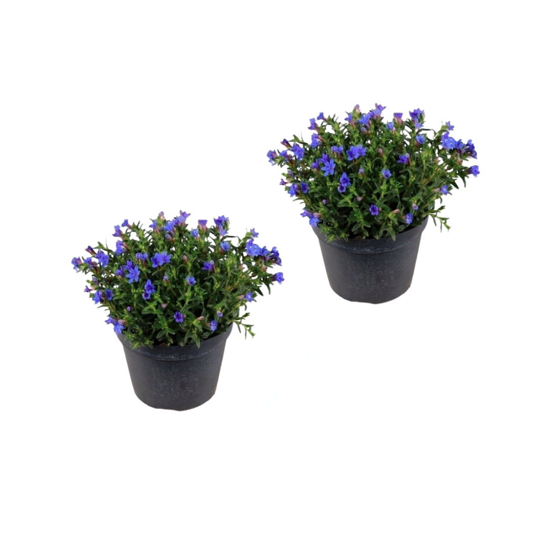 Afbeedling Lithodora - Spekvoordeel.nl