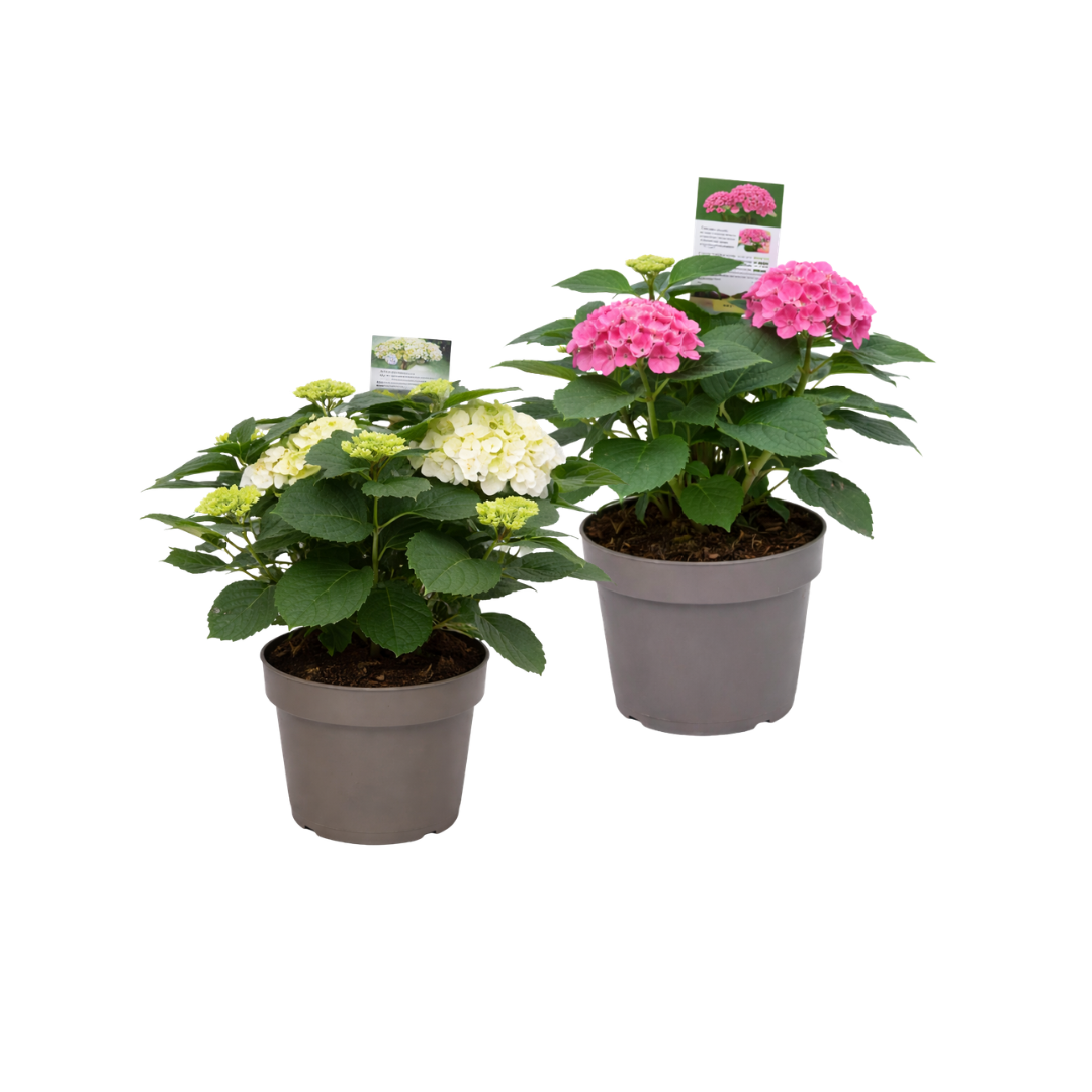 Afbeedling Hortensia mix - Spekvoordeel.nl