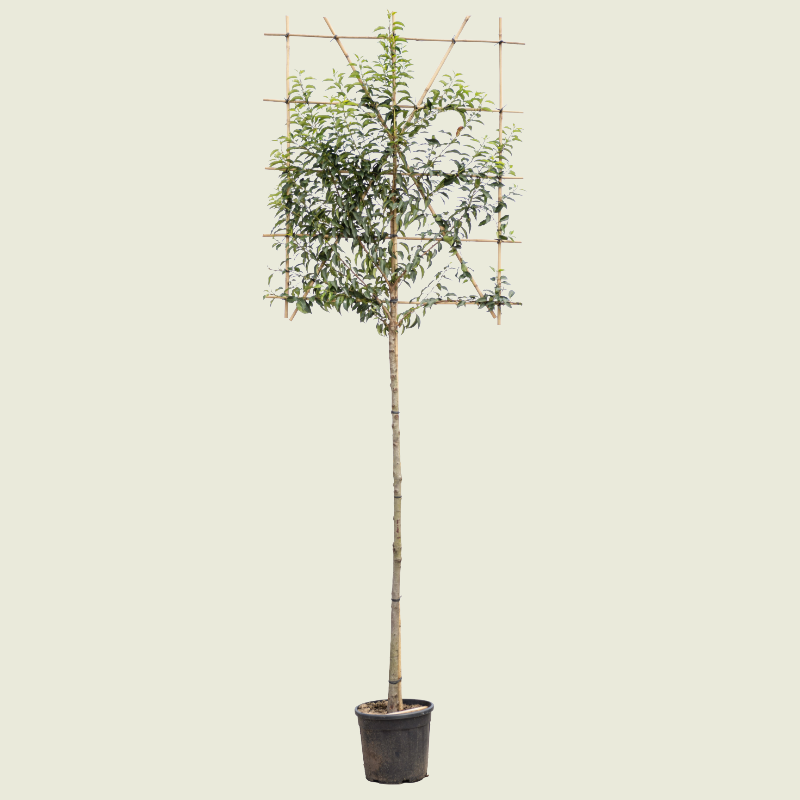 Afbeedling Portugese laurier Leiboom - Spekvoordeel.nl