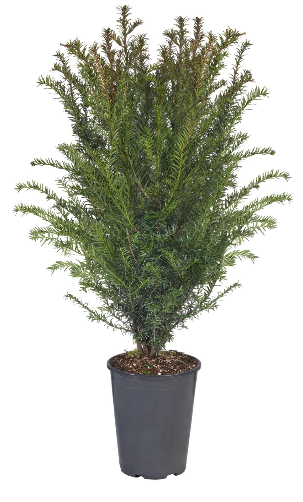 Afbeedling Taxus baccata - Spekvoordeel.nl