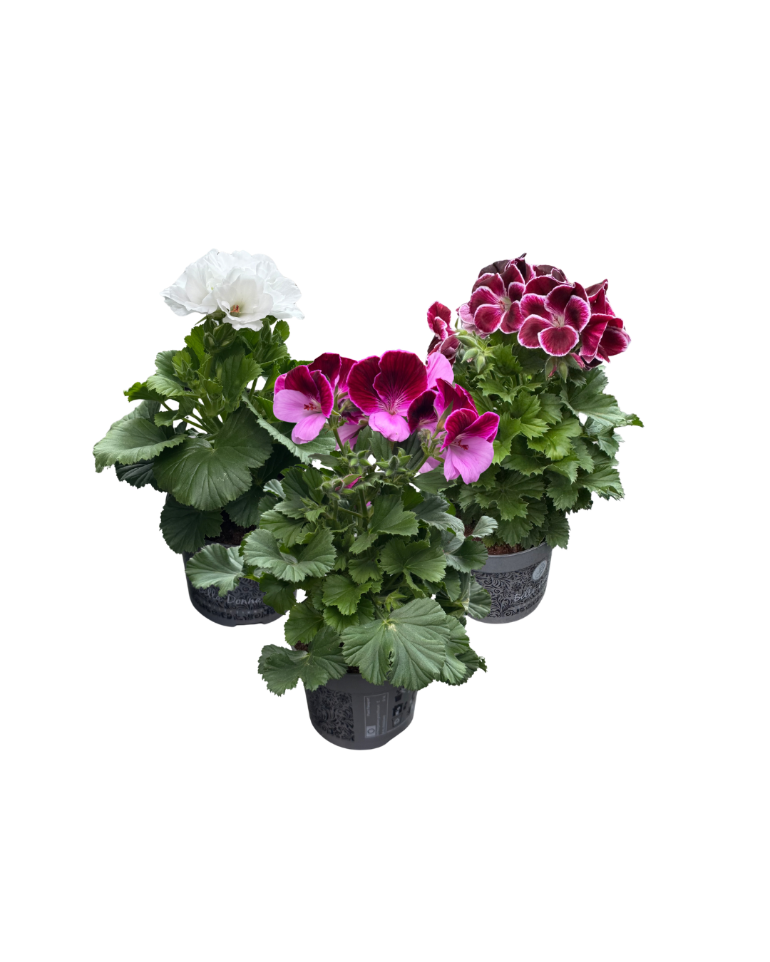 Afbeedling Franse Geranium - Spekvoordeel.nl