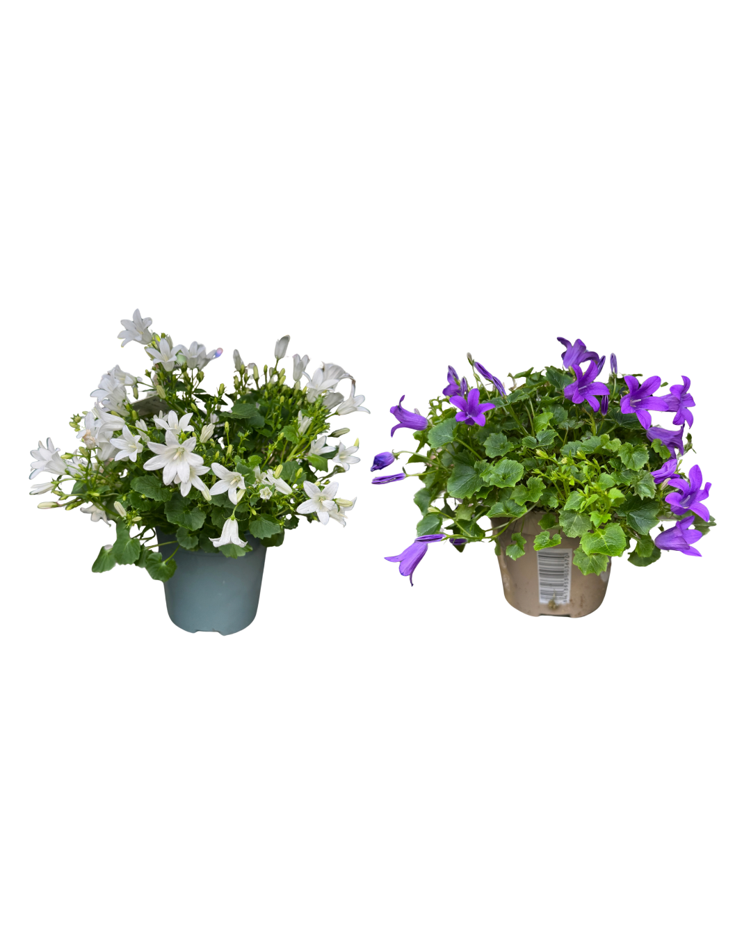 Afbeedling Campanula - Spekvoordeel.nl