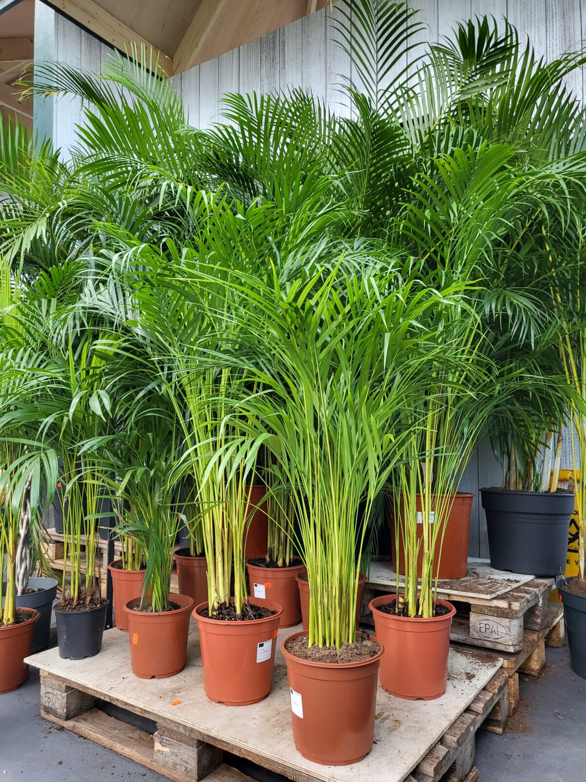 Afbeedling Areca palm - Spekvoordeel.nl
