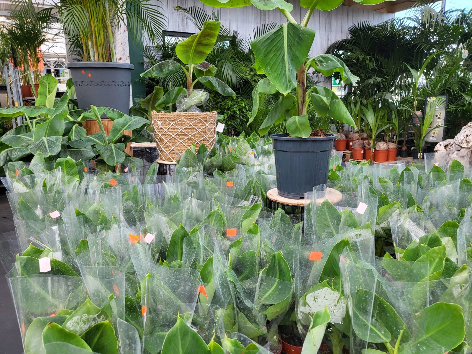 Afbeedling Bananenplant - Spekvoordeel.nl