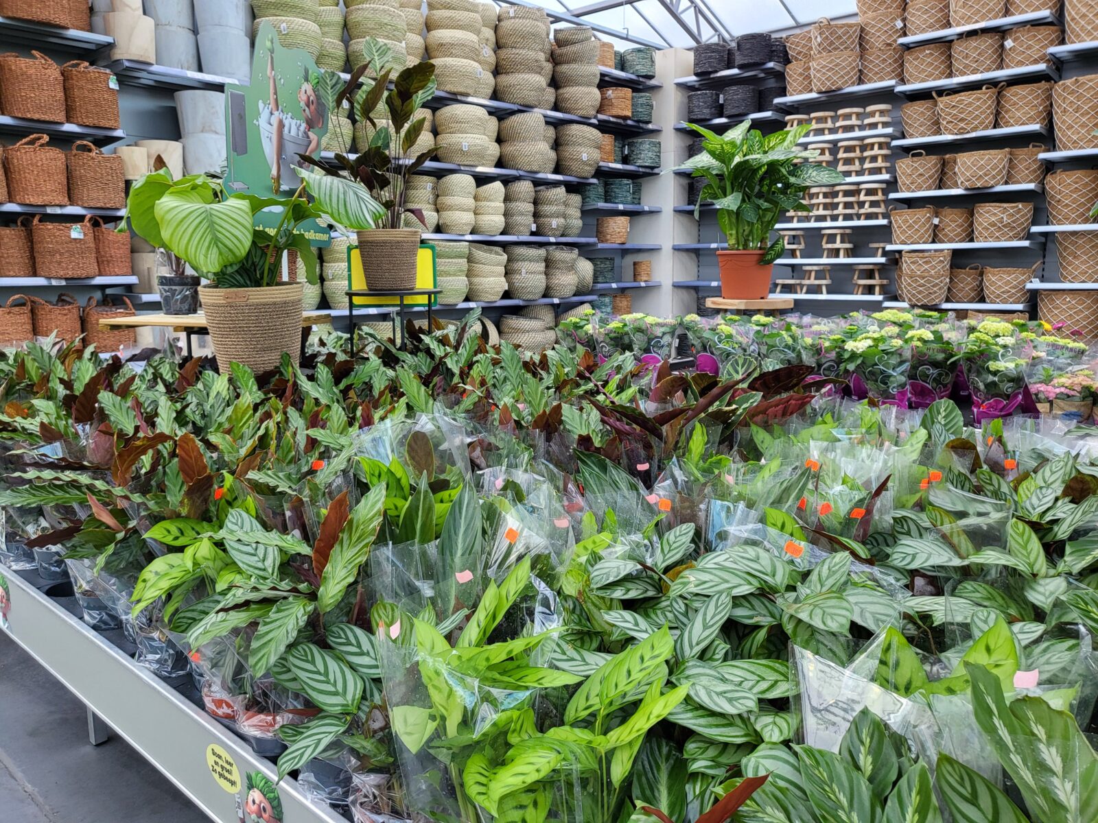 Afbeedling Calathea - Spekvoordeel.nl