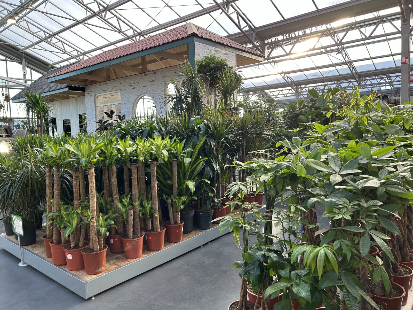 Afbeedling Dracaena - Spekvoordeel.nl