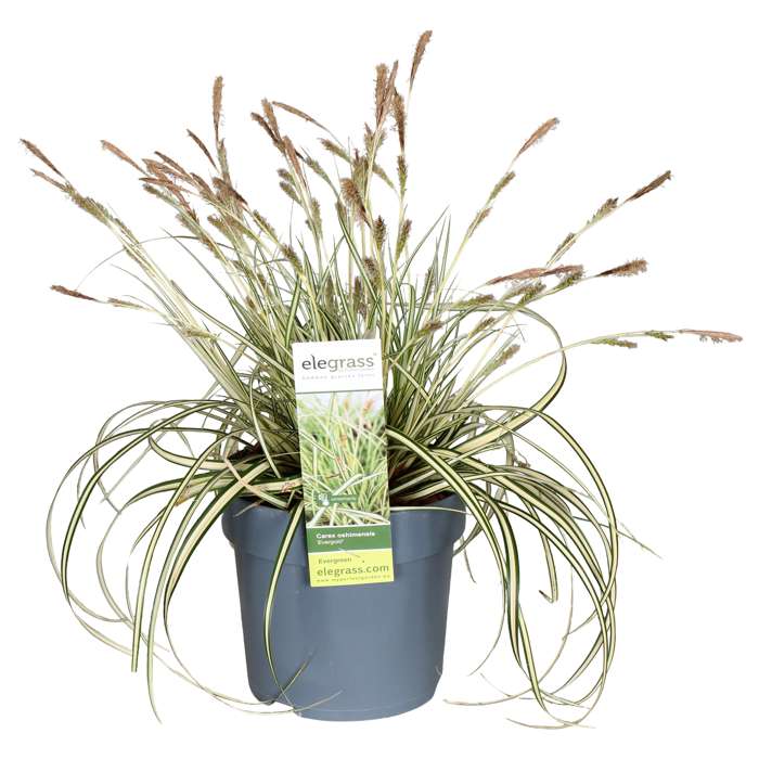 Afbeedling Groenblijvende siergrassen - Spekvoordeel.nl