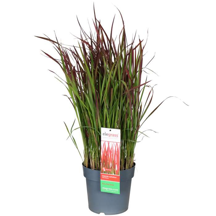 Afbeedling Imperata / Bloedgras - Spekvoordeel.nl
