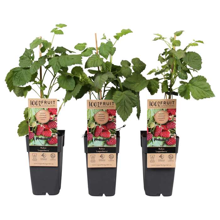 Afbeedling Bramen & Frambozen (biologisch) - Spekvoordeel.nl