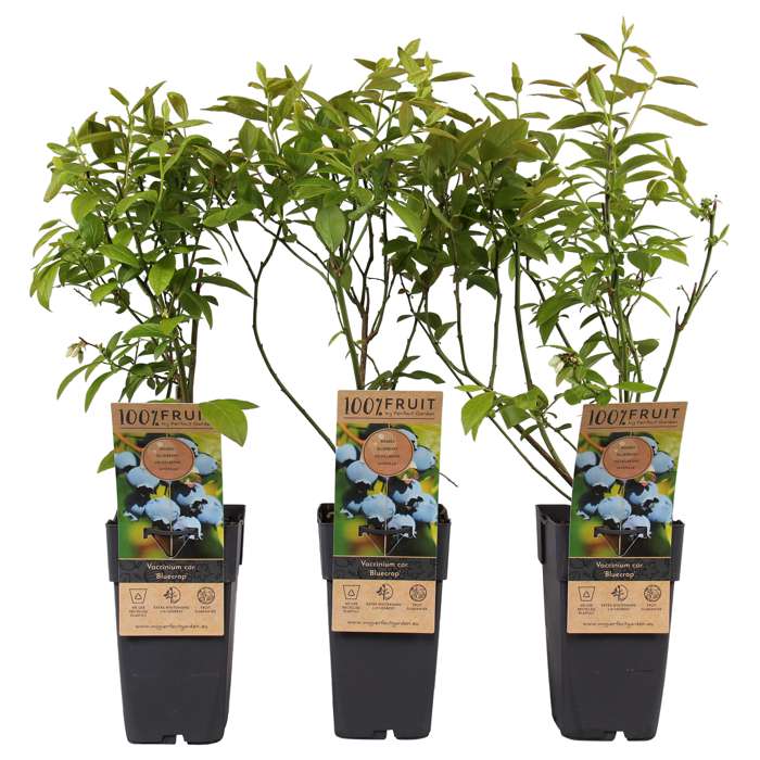 Afbeedling Blauwe bessen (biologisch) - Spekvoordeel.nl