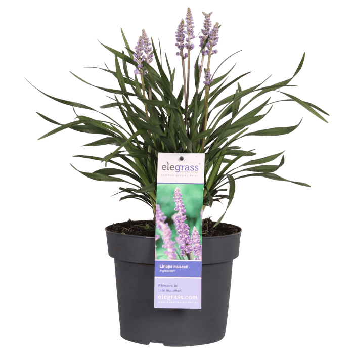 Afbeedling Liriope muscari - Spekvoordeel.nl