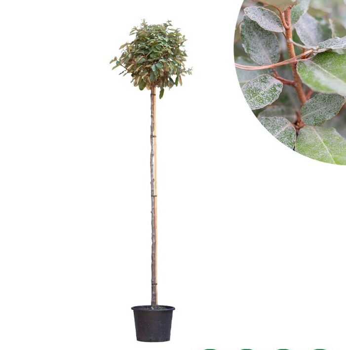 Afbeedling Olijfwilg - Spekvoordeel.nl