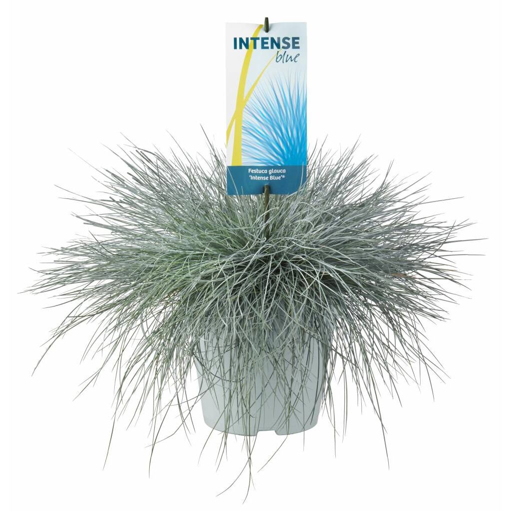 Afbeedling Festuca glauca 'Intense Blue' potmaat 17 - Spekvoordeel.nl