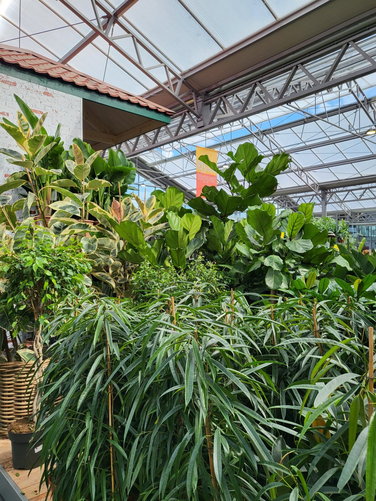 Afbeedling Ficus - Spekvoordeel.nl