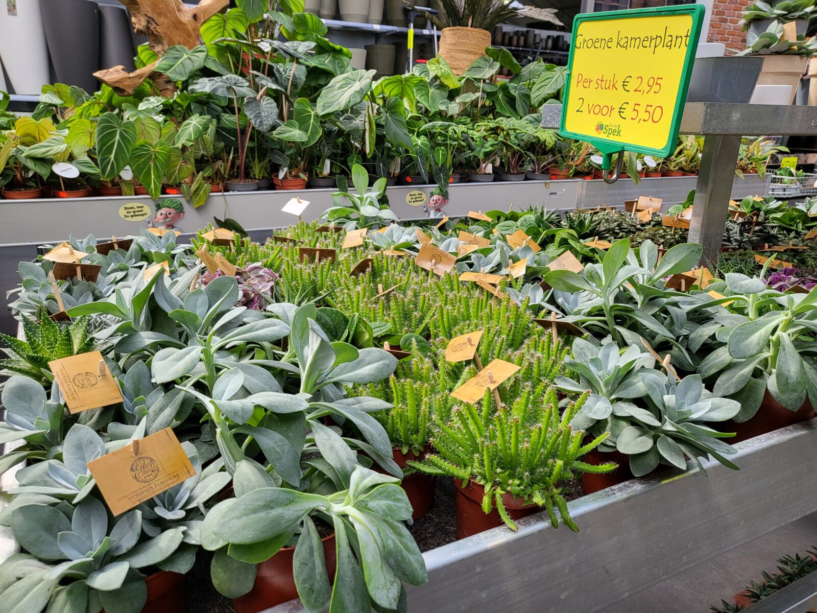 Afbeedling Groene kamerplanten (mix) - Spekvoordeel.nl