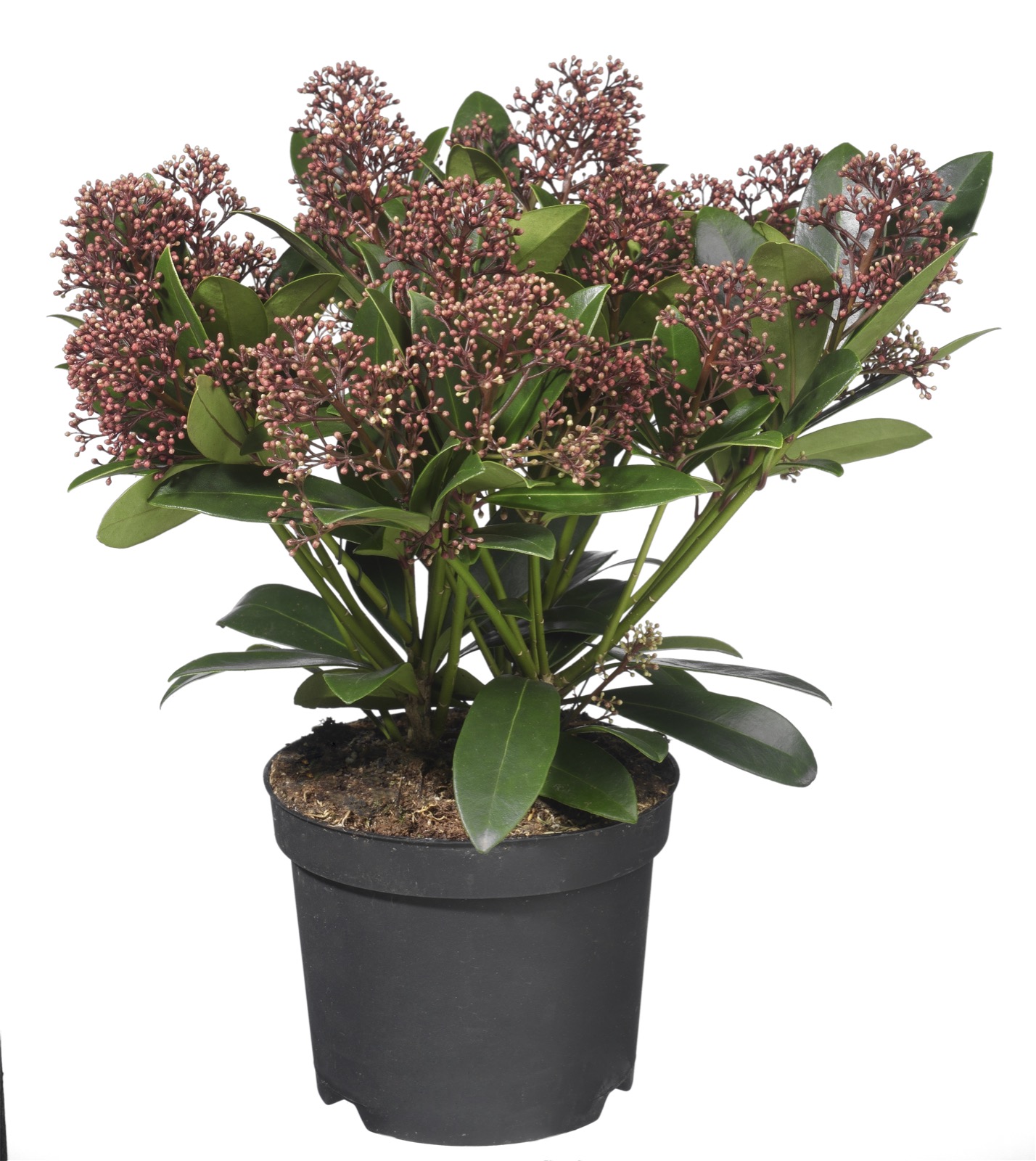 Afbeedling Skimmia japonica (diverse kleuren) - Spekvoordeel.nl