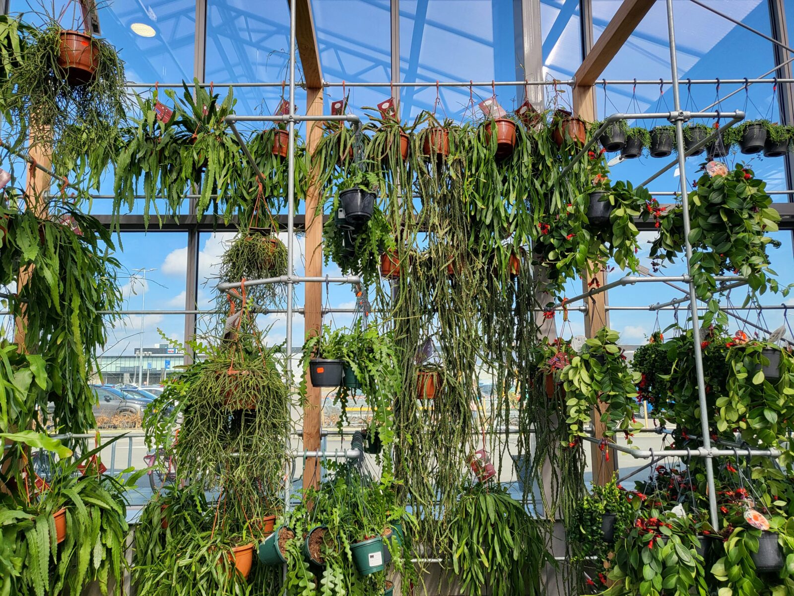 Afbeedling Diverse hangplanten (ook XXL) - Spekvoordeel.nl