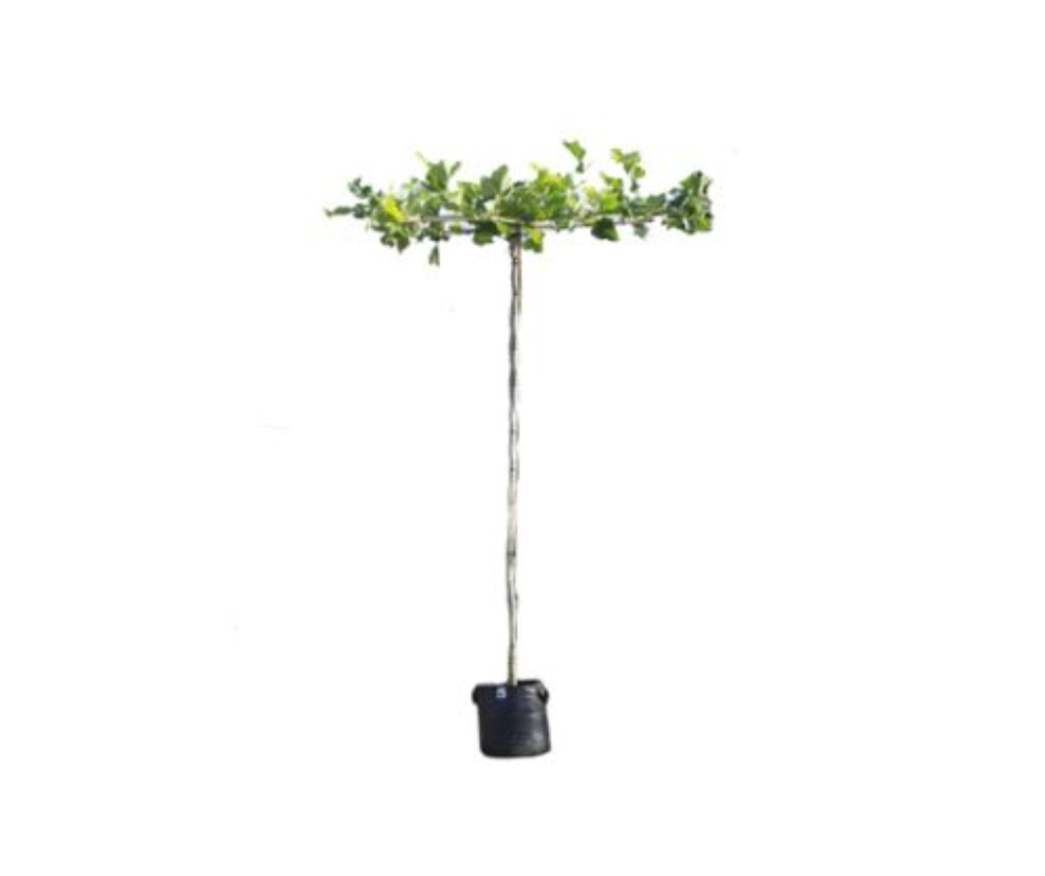 Afbeedling Dakplantaan - Spekvoordeel.nl