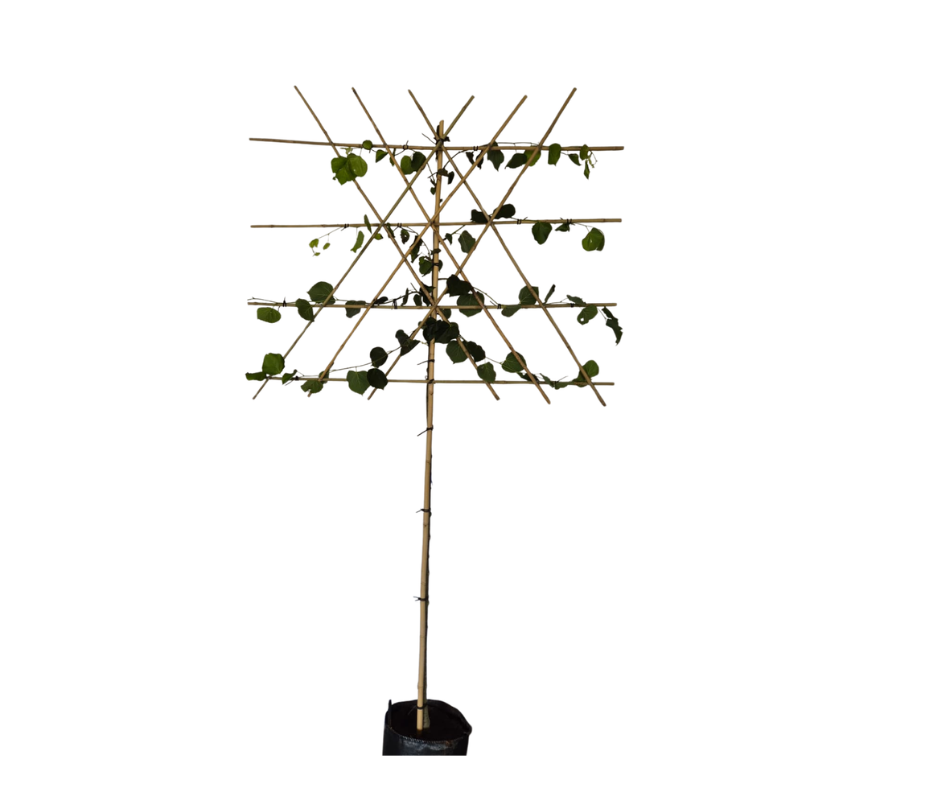 Afbeedling Leilinde - Spekvoordeel.nl