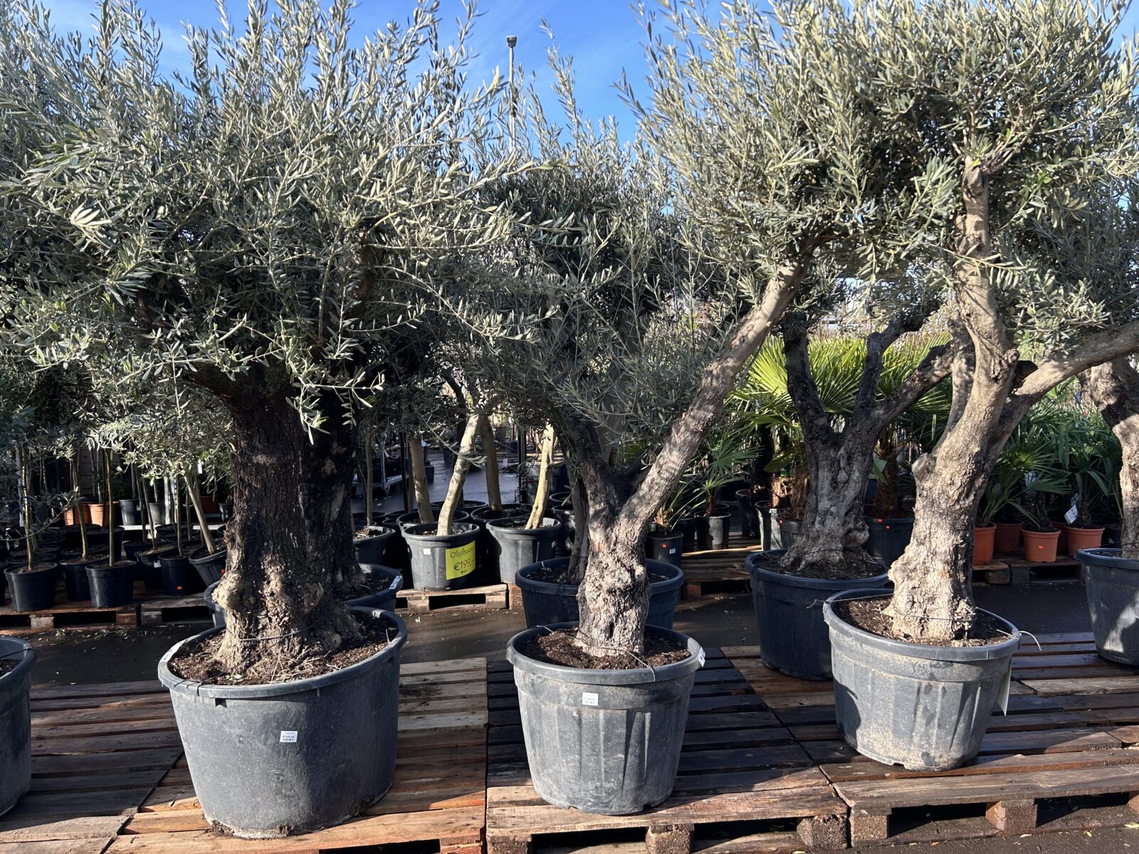 Afbeedling Olijfboom - Spekvoordeel.nl