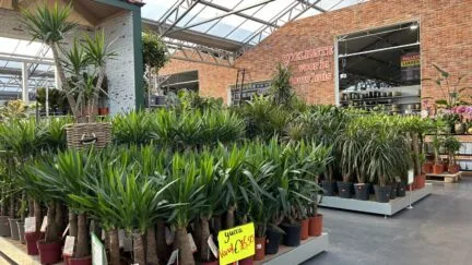 Afbeelding kamerplanten - Spekvoordeel.nl