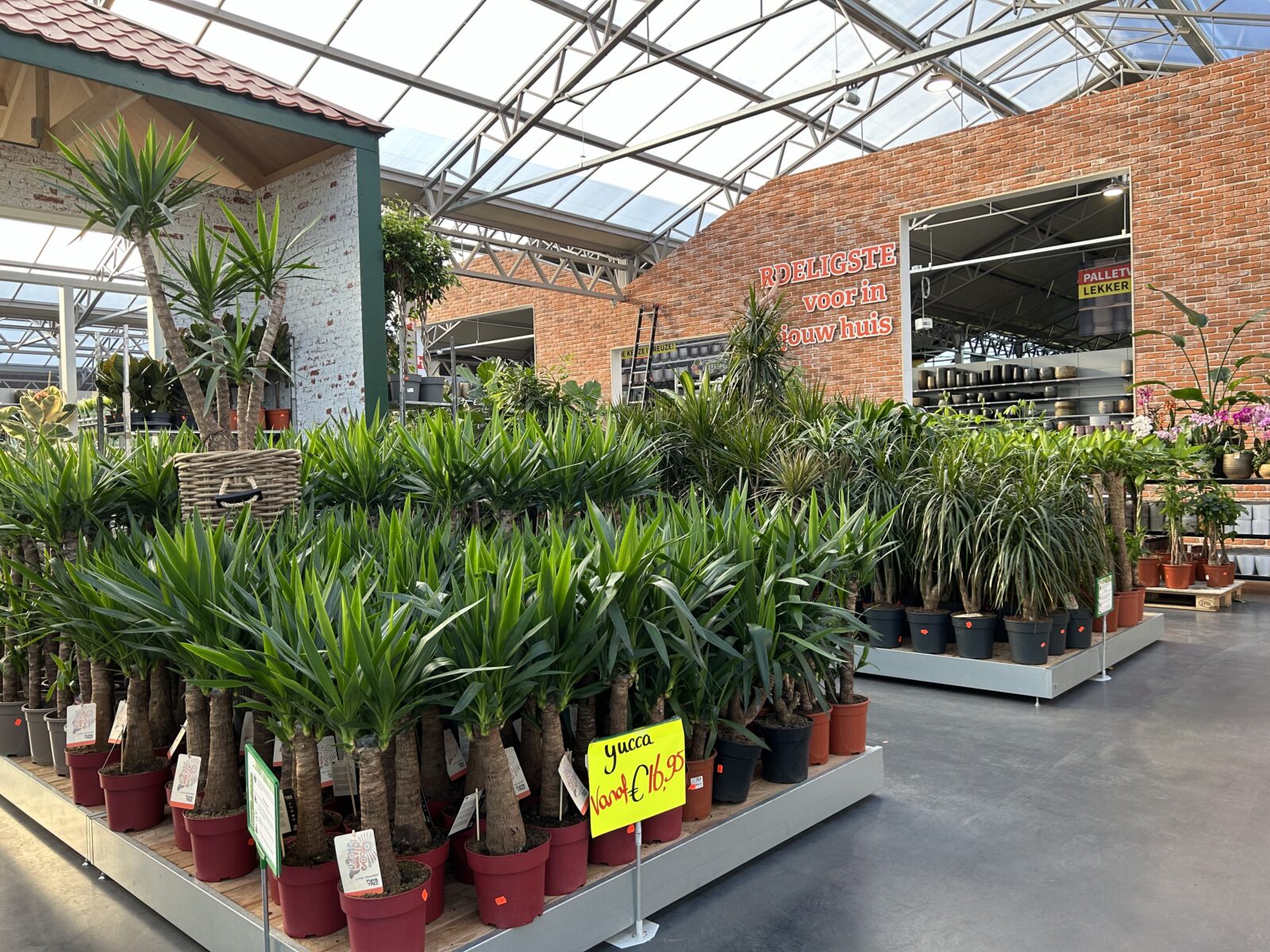 Afbeelding kamerplanten - Spekvoordeel.nl