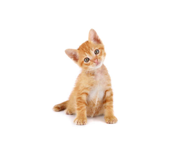 Katten