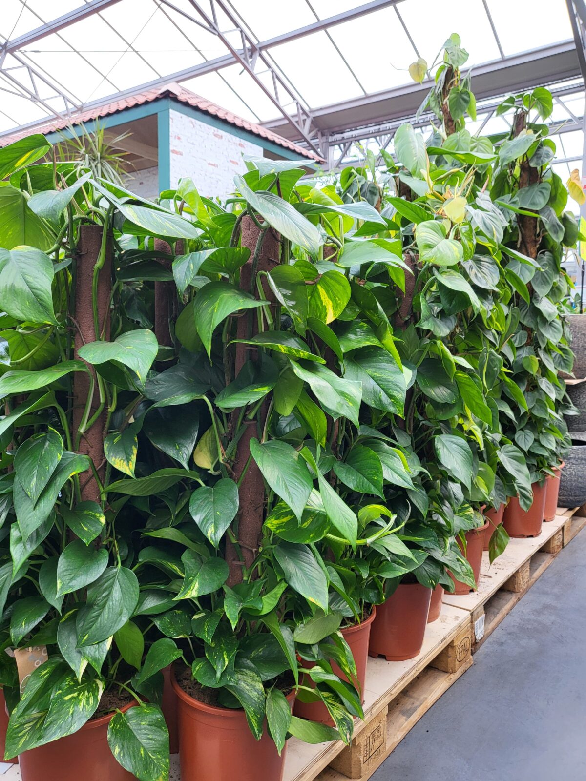 Afbeedling Klimplanten - Spekvoordeel.nl