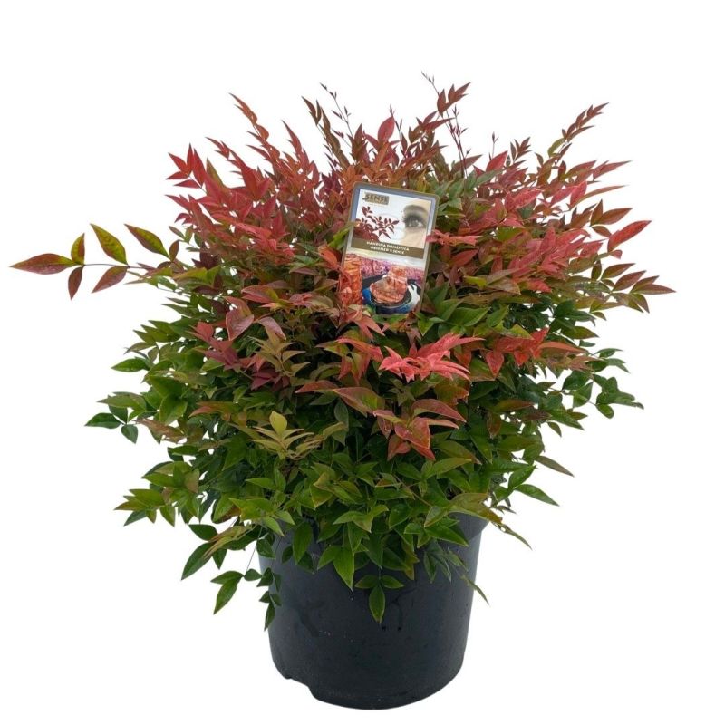 Afbeedling Nandina - Spekvoordeel.nl