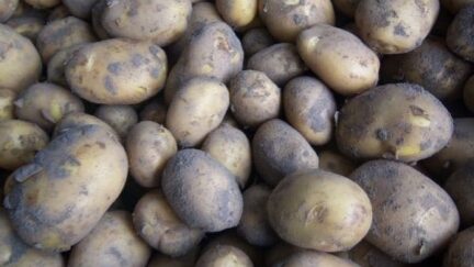 Afbeelding aardappelen - Spekvoordeel.nl