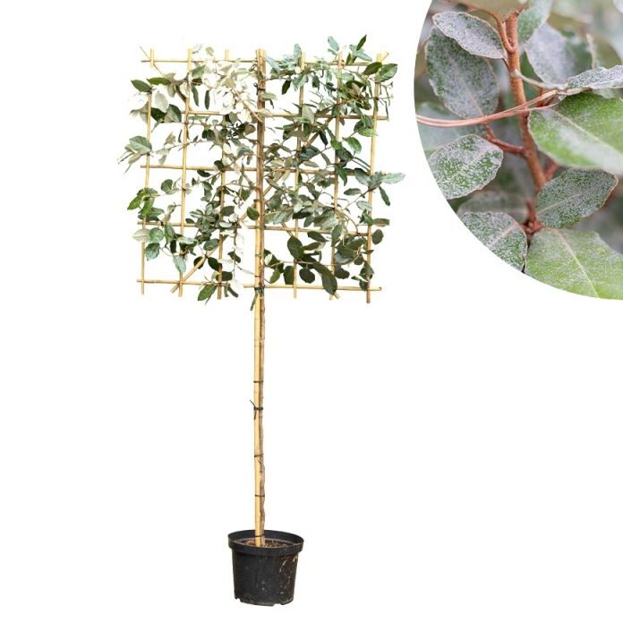 Afbeedling Olijfwilg Leiboom - Spekvoordeel.nl