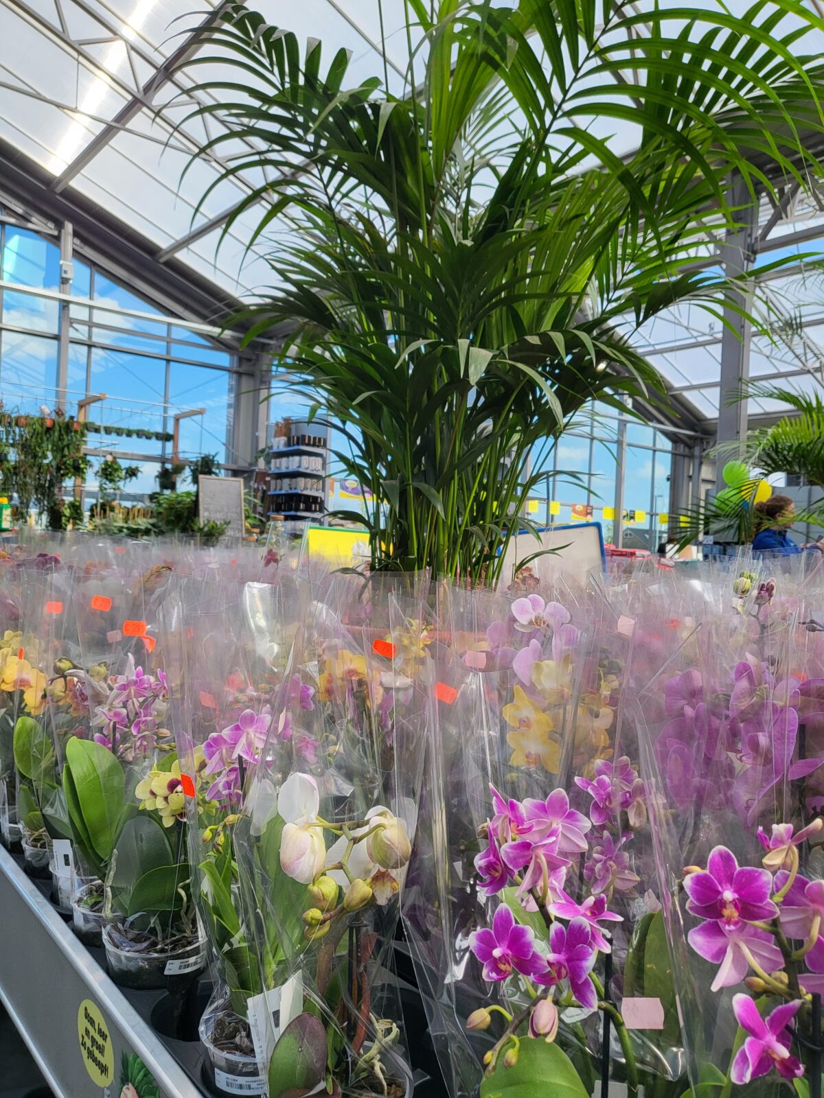 Afbeedling Orchideeën - Spekvoordeel.nl