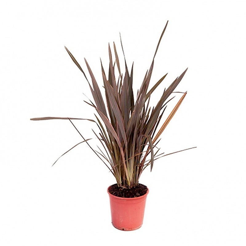 Afbeedling Phornium (div. soorten) - Spekvoordeel.nl