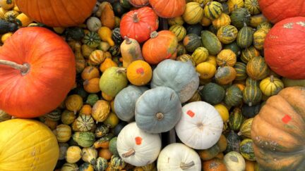 Afbeelding pompoenen-kalebas - Spekvoordeel.nl