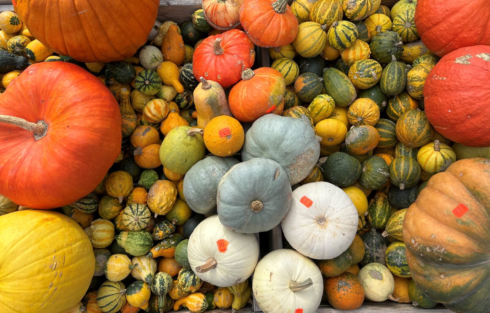 Pompoenen