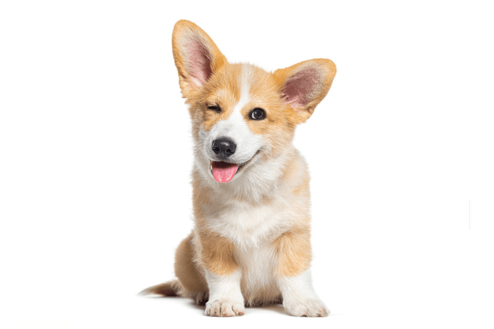 Honden